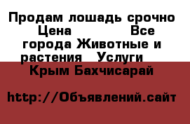 Продам лошадь срочно › Цена ­ 30 000 - Все города Животные и растения » Услуги   . Крым,Бахчисарай